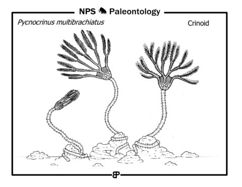 Prehistoric Crinoid (Pycnocrinus Multibrachiatus) Coloring Page